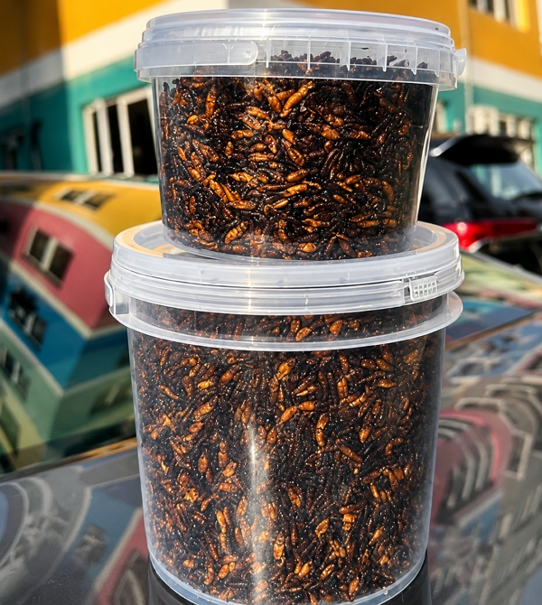 Edible Termites (1.5kg)