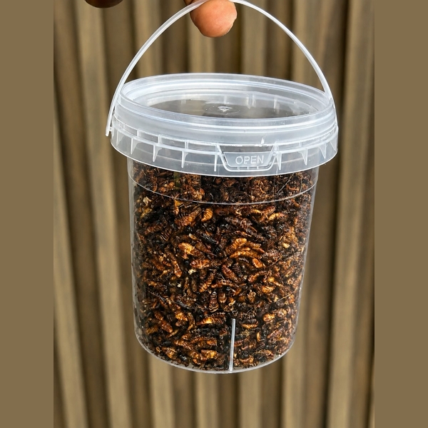 Edible Termites (250g)