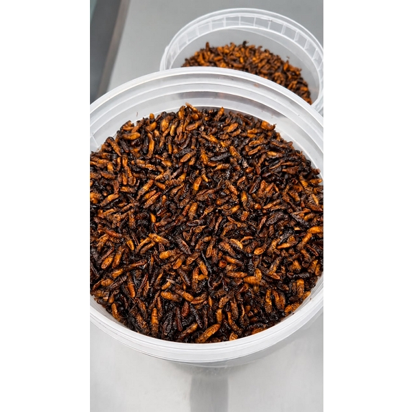Edible Termites (500g)